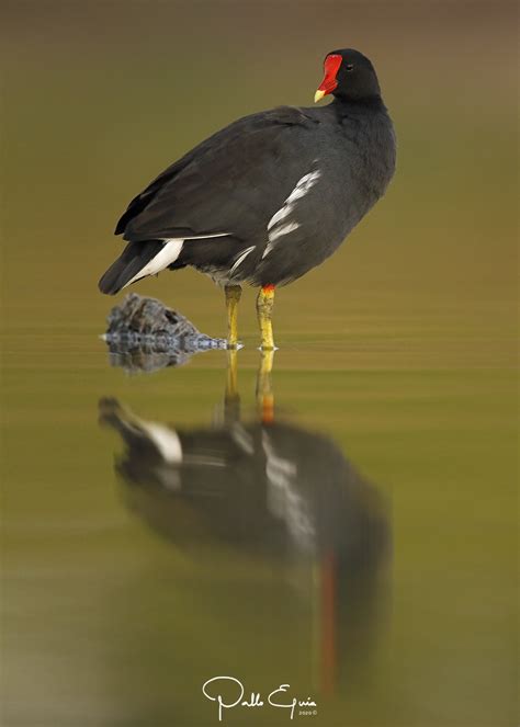 pollona.negra|common gallinule vs moorhen.